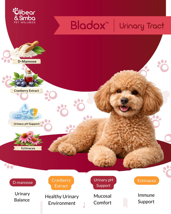 BLADOX Urinary Tract