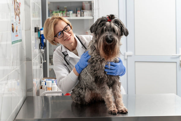common dog health problems chart showing obesity dental disease and skin allergies