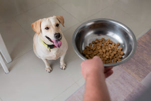dog feeding schedule chart for puppies adult and senior dogs