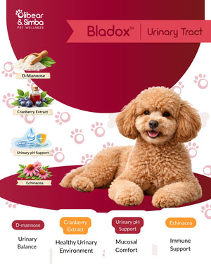 BLADOX Urinary Tract