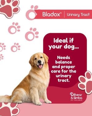 BLADOX Urinary Tract