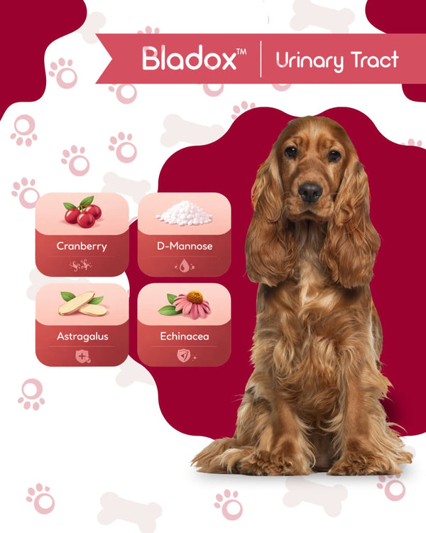 BLADOX Urinary Tract